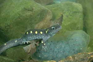 Ambystomatidae: Spotted Salamander with Eggs