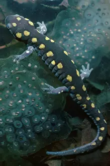 Ambystomatidae: Spotted Salamander with Eggs