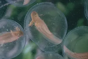 Case: Spotted Salamander Eggs