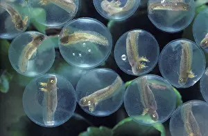 Ambystomatidae: Spotted Salamander Eggs Developing