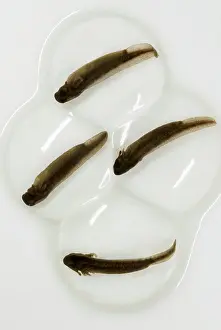 Jelly: Spotted Salamander Embryos
