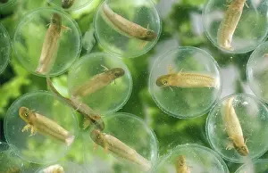 Case: Spotted Salamander fry in egg case