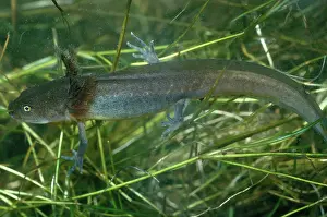 Gilled: Spotted Salamander Larva