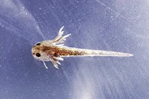 Larval: Spotted Salamander Larva