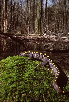 Salamander: SPOTTED SALAMANDER - BY WATER
