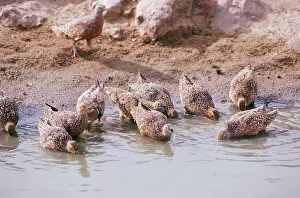 Sandgrouse: Spotted Sandgrouse - drinking