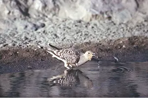 Sandgrouse: SPOTTED SANDGROUSE - drinking
