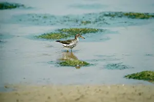 Nancy Jennings: Spotted Sandpiper