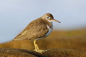 Actitis: Spotted Sandpiper