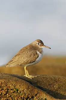Actitis: Spotted Sandpiper