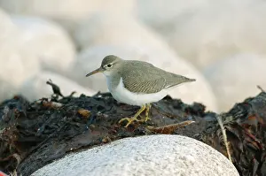 Actitis: Spotted Sandpiper