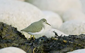 Actitis: Spotted Sandpiper