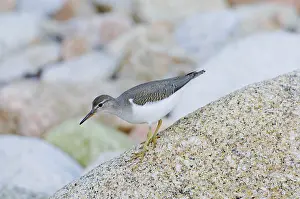 Actitis: Spotted Sandpiper