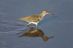 Actitis: Spotted Sandpiper