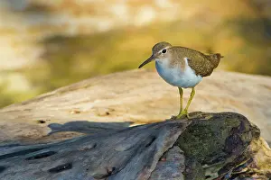 Actitis: Spotted Sandpiper