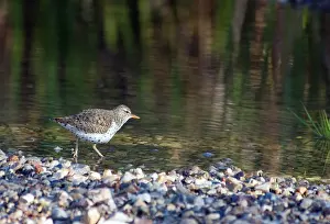 Actitis: Spotted Sandpiper
