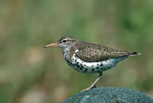 Actitis: Spotted Sandpiper