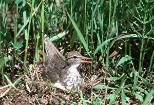 Actitis: Spotted Sandpiper