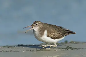 Actitis: Spotted Sandpiper (Actitis macularius) foraging