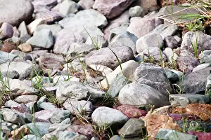 Actitis: Spotted Sandpiper Chick