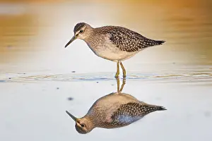 Flat: Spotted sandpiper (Tringa glareola) Reflection, shallow