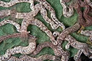 Maculata: Spotted Sea Cucumbers