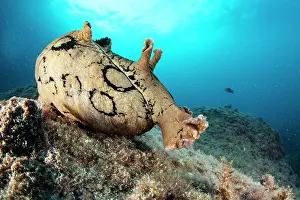 Campania: Spotted sea hare, (Aplysia dactylomela) a tropic