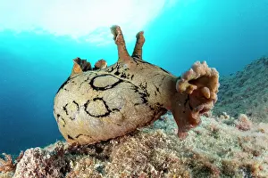 Campania: Spotted sea hare, (Aplysia dactylomela) a tropic