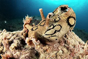 Campania: Spotted sea hare, (Aplysia dactylomela) a tropic