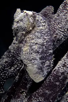 Kuda: Spotted sea horse, Hippocampus kuda, Walindi, West New Brita