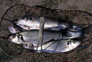 Punctatus: Spotted Seabass - In a fisherman's basket