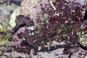 Auscape International: Spotted seahorse