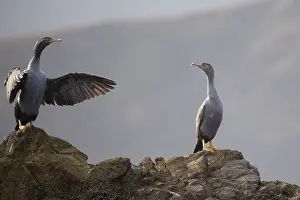 Punctatus: Spotted Shag