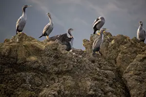 Punctatus: Spotted Shag