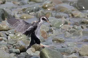 Shag: Spotted Shag - In basic non-breeding plumage - Boulder