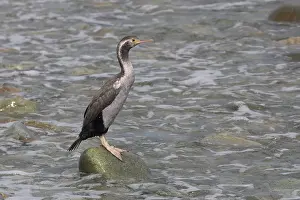 Shag: Spotted Shag - In basic non-breeding plumage - Boulder