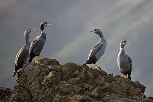Punctatus: Spotted Shag - on Duffer's Reef, Pelorous Sound