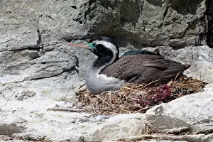 Punctatus: Spotted Shag on nest