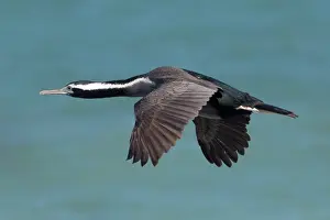 Punctatus: Spotted Shag / Parekareka