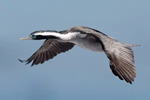 Punctatus: Spotted Shag / Parekareka