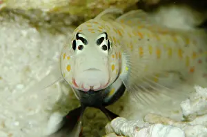 Papua: Spotted Shrimpgoby