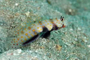 Amblyeleotris: Spotted Shrimpgoby on black sand by hole Makawide