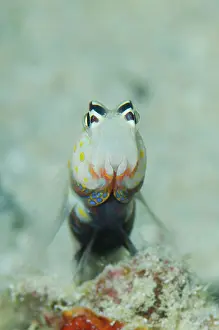 Amblyeleotris: Spotted Shrimpgoby head-on view Sebayor Point dive