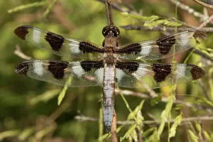 Twelve: Twelve Spotted Skimmer