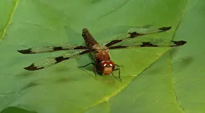 Perching: Twelve Spotted Skimmer