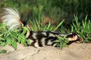 Putorius: Spotted SKUNK - side view