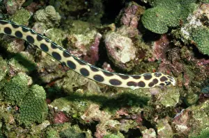 Maculosus: Spotted Snake Eel