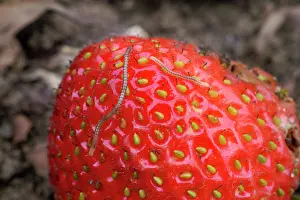 Strawberries: Spotted Snake Millipede - on strawberry