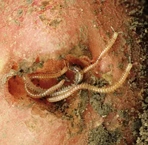 Tuberosum: Spotted Snake Millipedes