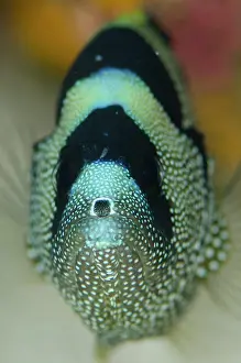 Punctata: Spotted Soapfish